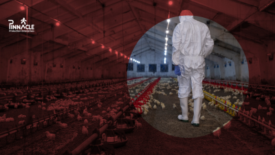 Biosecurity and Disposable PPE Use on South African Poultry and Livestock Farms_ What’s Happening Now