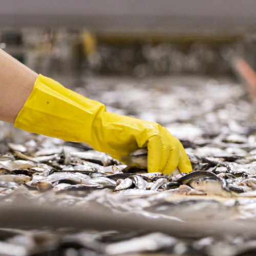 Yellow Latex Household Gloves - Image 2